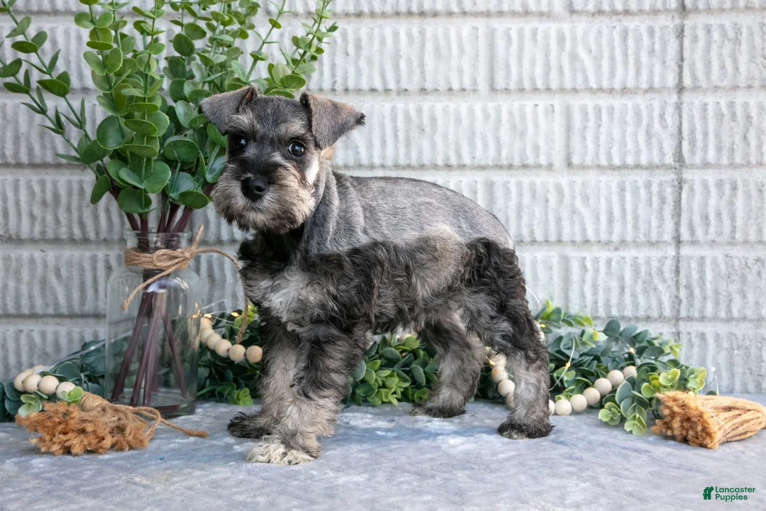 Miniature Schnauzer dogs for sale: March - Ad 1