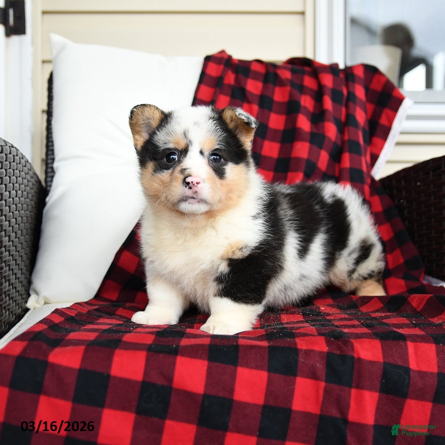 Welsh Corgi Pembroke dogs Fluffy Franklin  - Ad 2