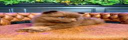 Pomsky dogs for sale: Spring - Ad 7