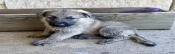 German Shepherd dogs for sale: Ben - Ad 14