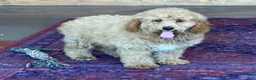 Mini Goldendoodle dogs for sale: Thompson - Ad 2