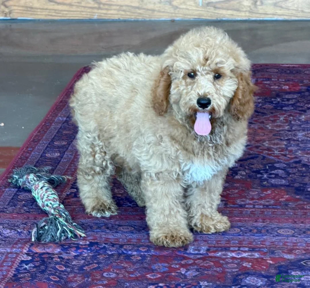 Mini Goldendoodle dogs for sale: Thompson - Ad 2