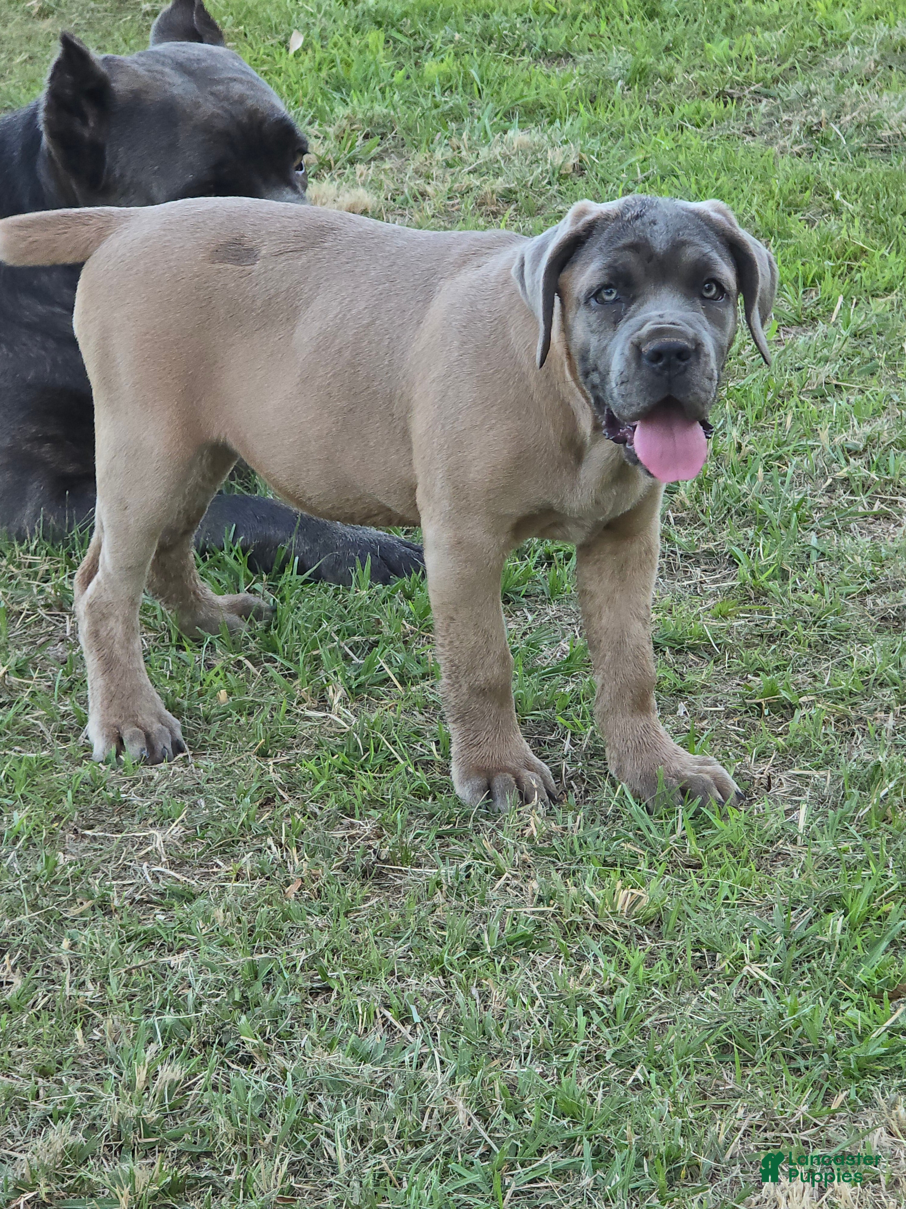 Cane Corso dogs Cane Corso Puppy 6 - Ad 1