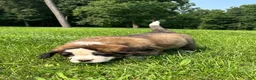 Saint Bernard dogs for sale: Gwen - Ad 2