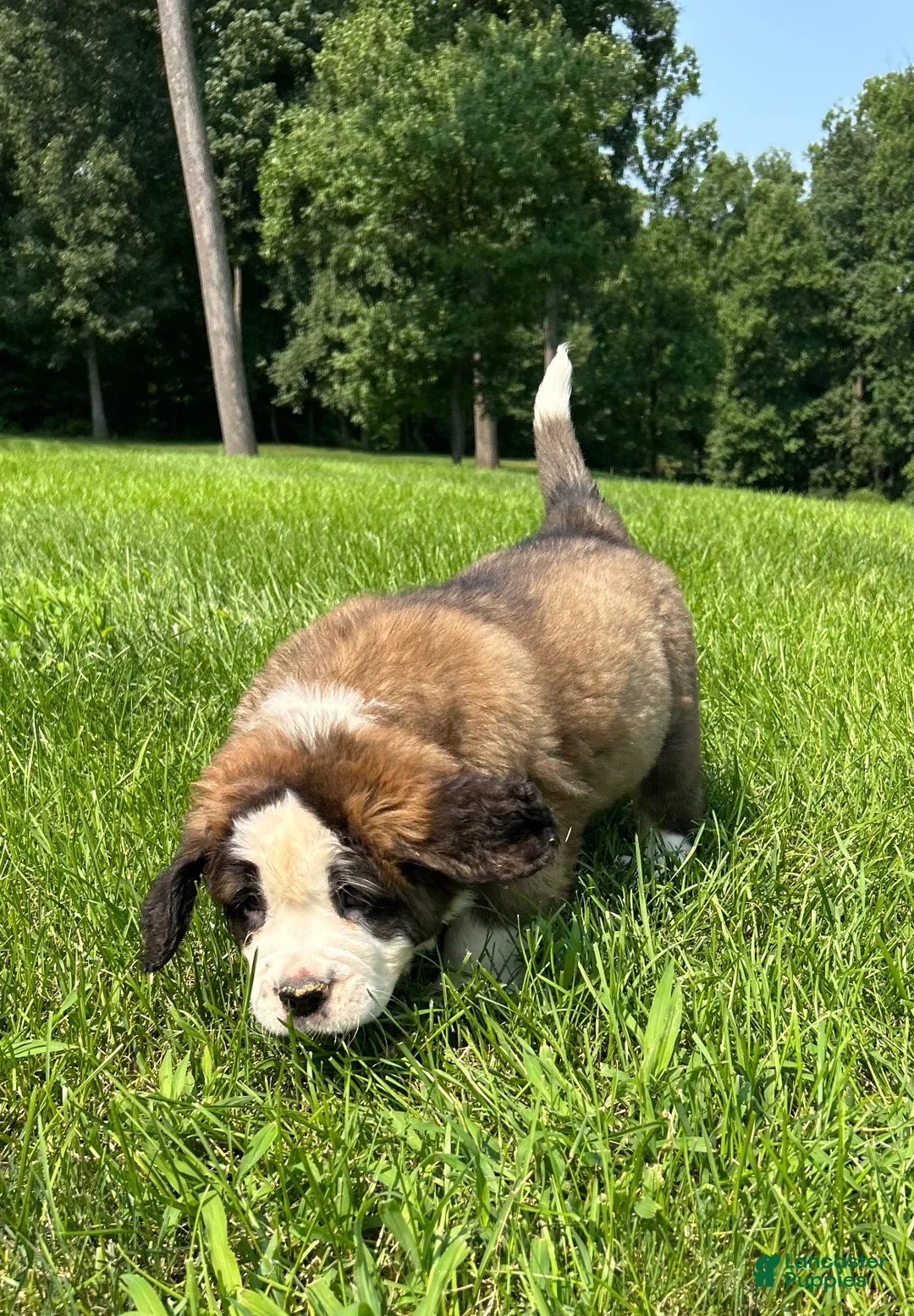Saint Bernard dogs for sale: Gwen - Ad 2