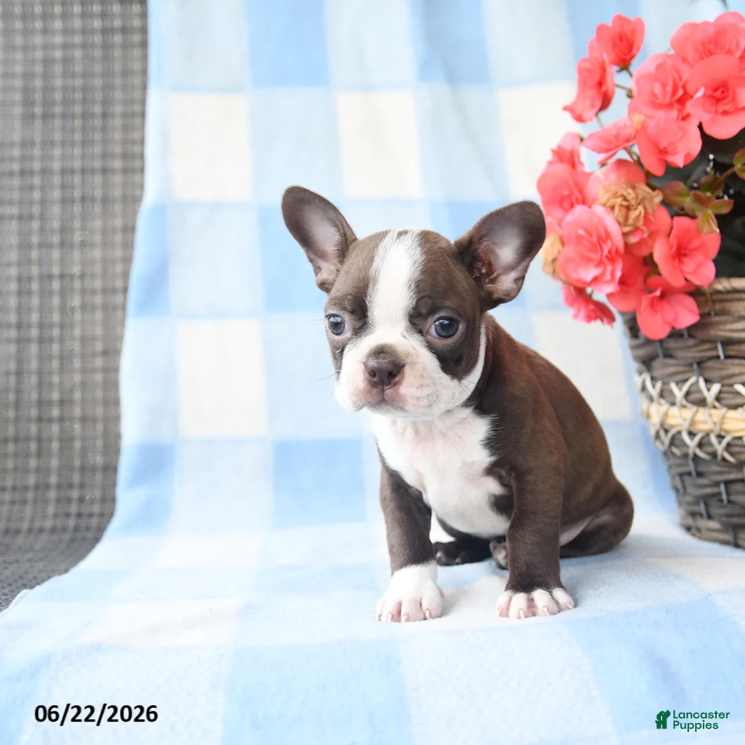 Boston Terrier dogs for sale: Gracie - Ad 2