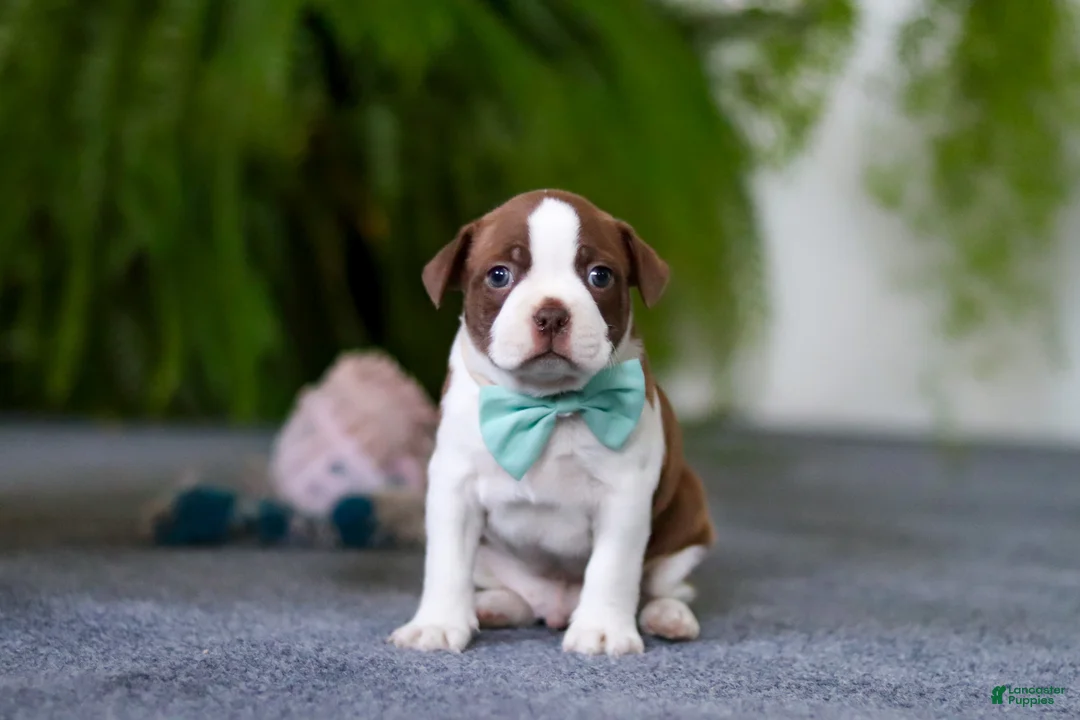 Boston Terrier dogs for sale: Rocky - Ad 4