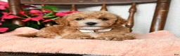 Bichpoo dogs for sale: Jerry - Ad 3