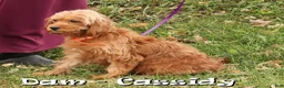 Cockapoo dogs for sale: Angel - Ad 10