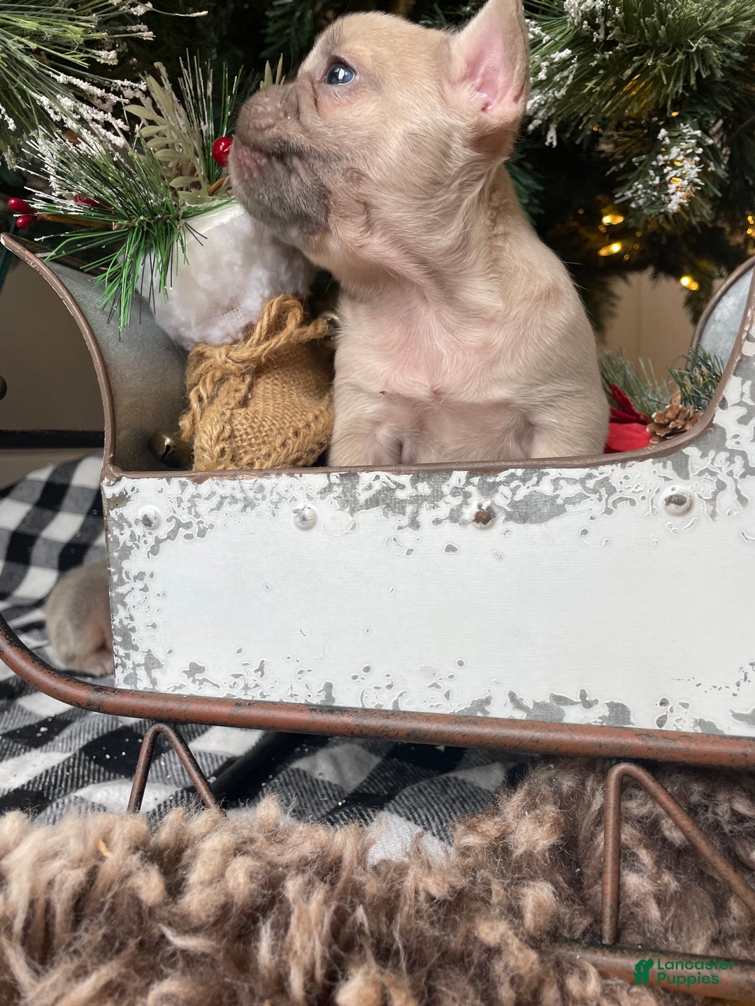 French Bulldog dogs for sale: Bella - Ad 5