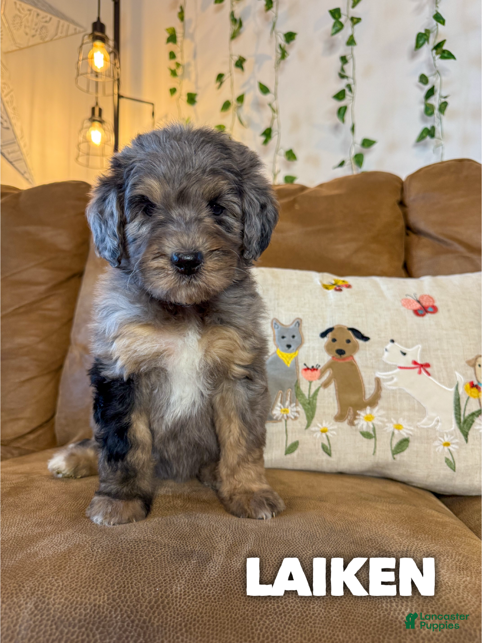 Saint Berdoodles dogs Laiken - Standard F1b - Ad 1