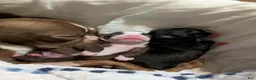 Boston Terrier dogs for sale: Boston Terrier 1 - Ad 4
