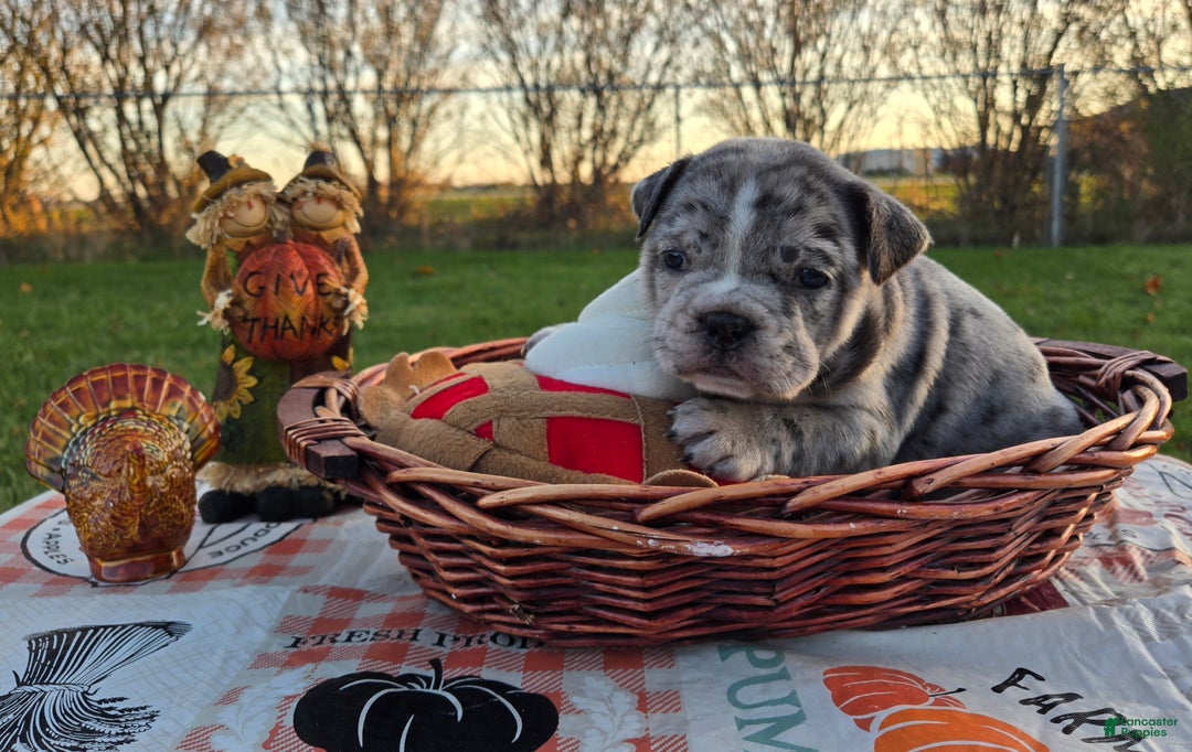 French Bulldog dogs for sale: Faith - Ad 4