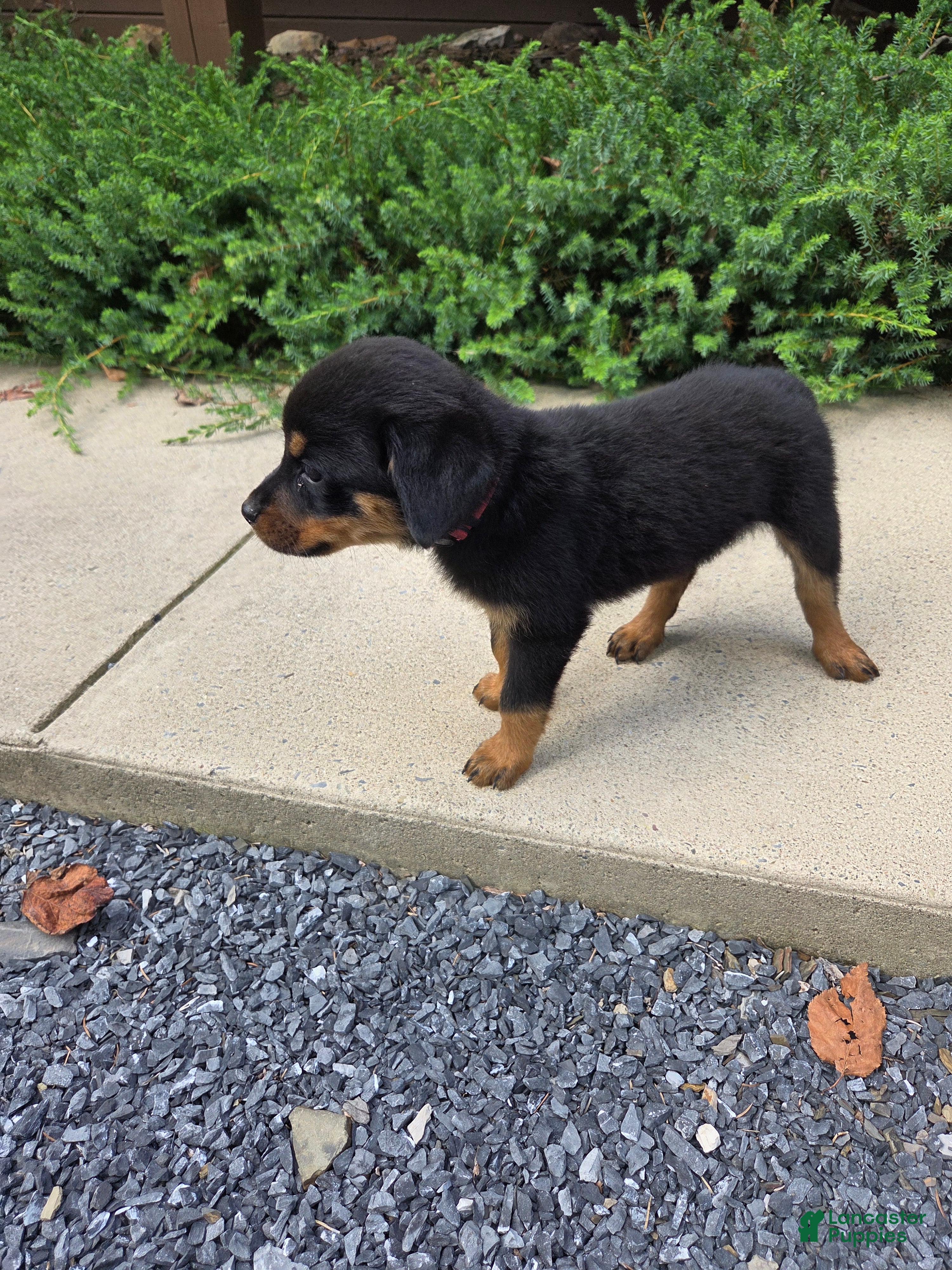 Rottweiler dogs Parker - Ad 2