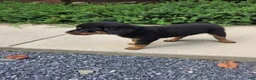 Rottweiler dogs for sale: Parker - Ad 2