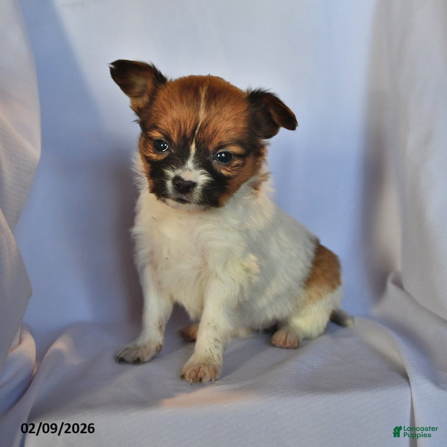 Papillon dogs Luna  - Ad 5