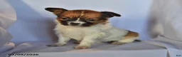 Papillon dogs for sale: Luna  - Ad 1