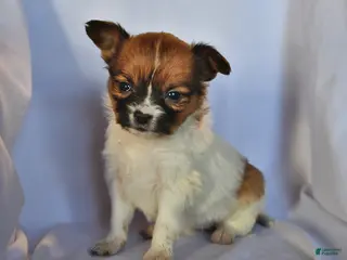 Papillon dogs Luna - Ad 5