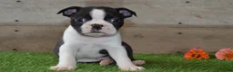 Boston Terrier dogs for sale: Bentley - Ad 5