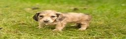 Miniature Dachshund dogs for sale: Sophia  - Ad 1
