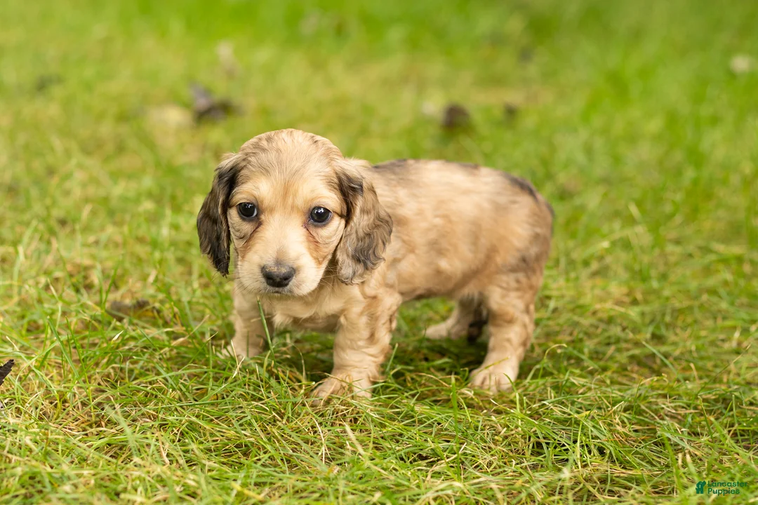 Miniature Dachshund dogs for sale: Sophia  - Ad 1