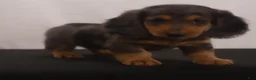 Dachshund dogs for sale: Ike - Ad 7