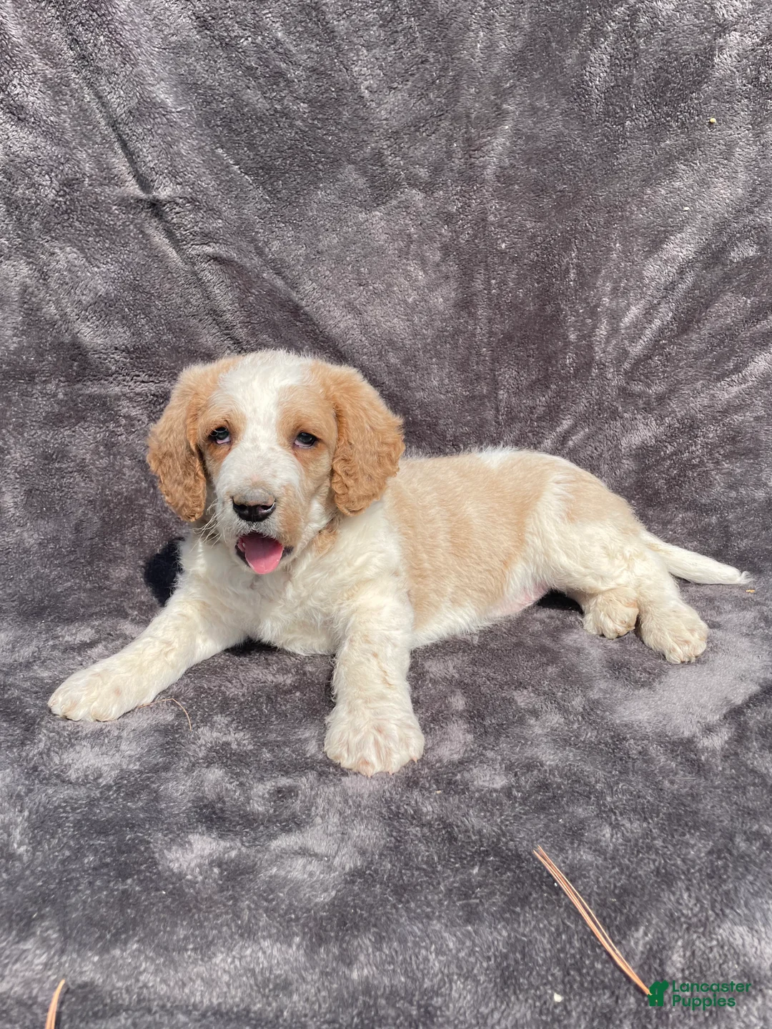 Labradoodle dogs for sale: Duke - Ad 1