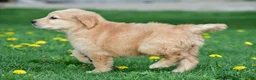 Golden Retriever dogs for sale: Max - Ad 9