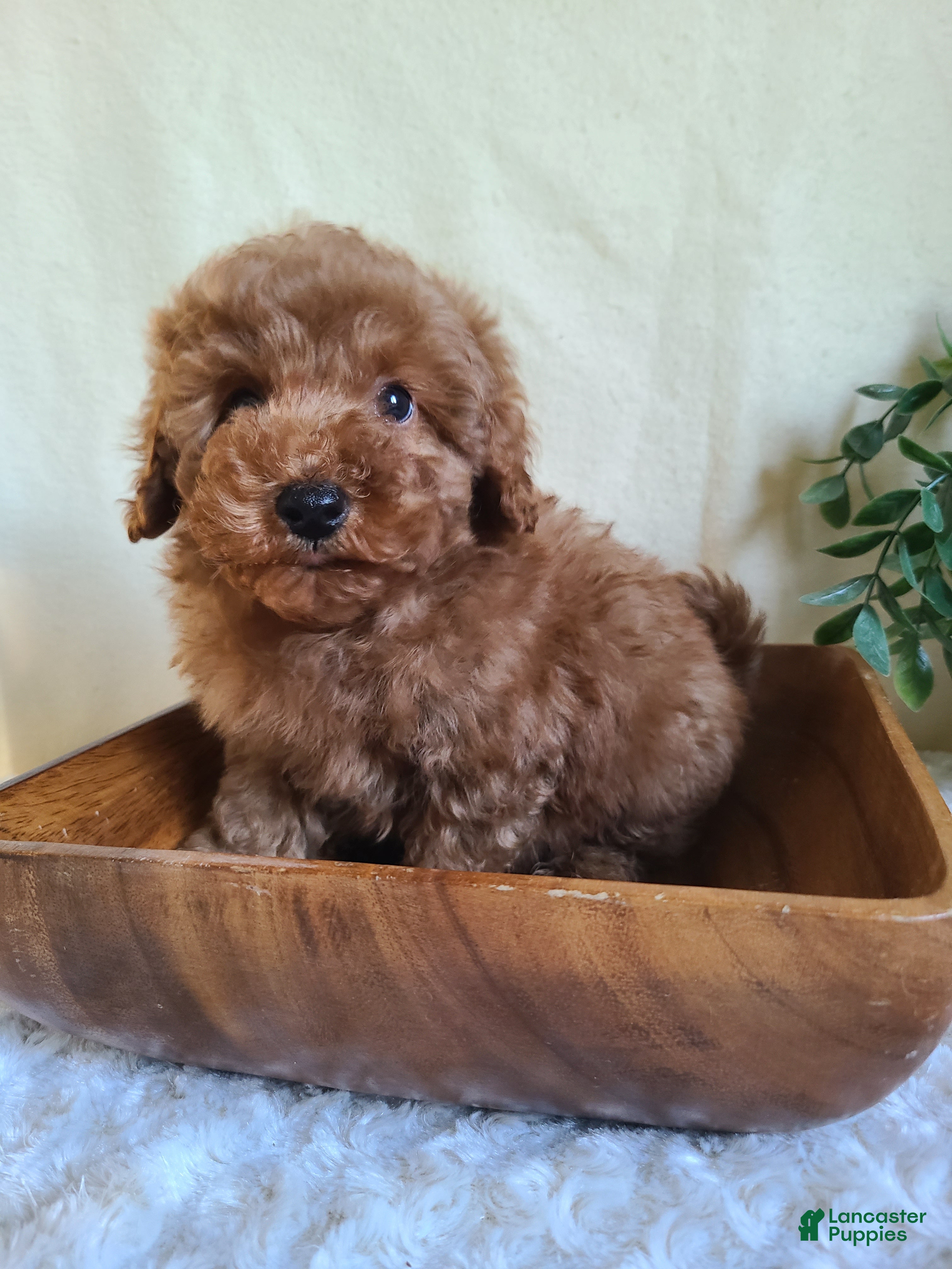 Miniature Poodle dogs for sale: Captain - Ad 1