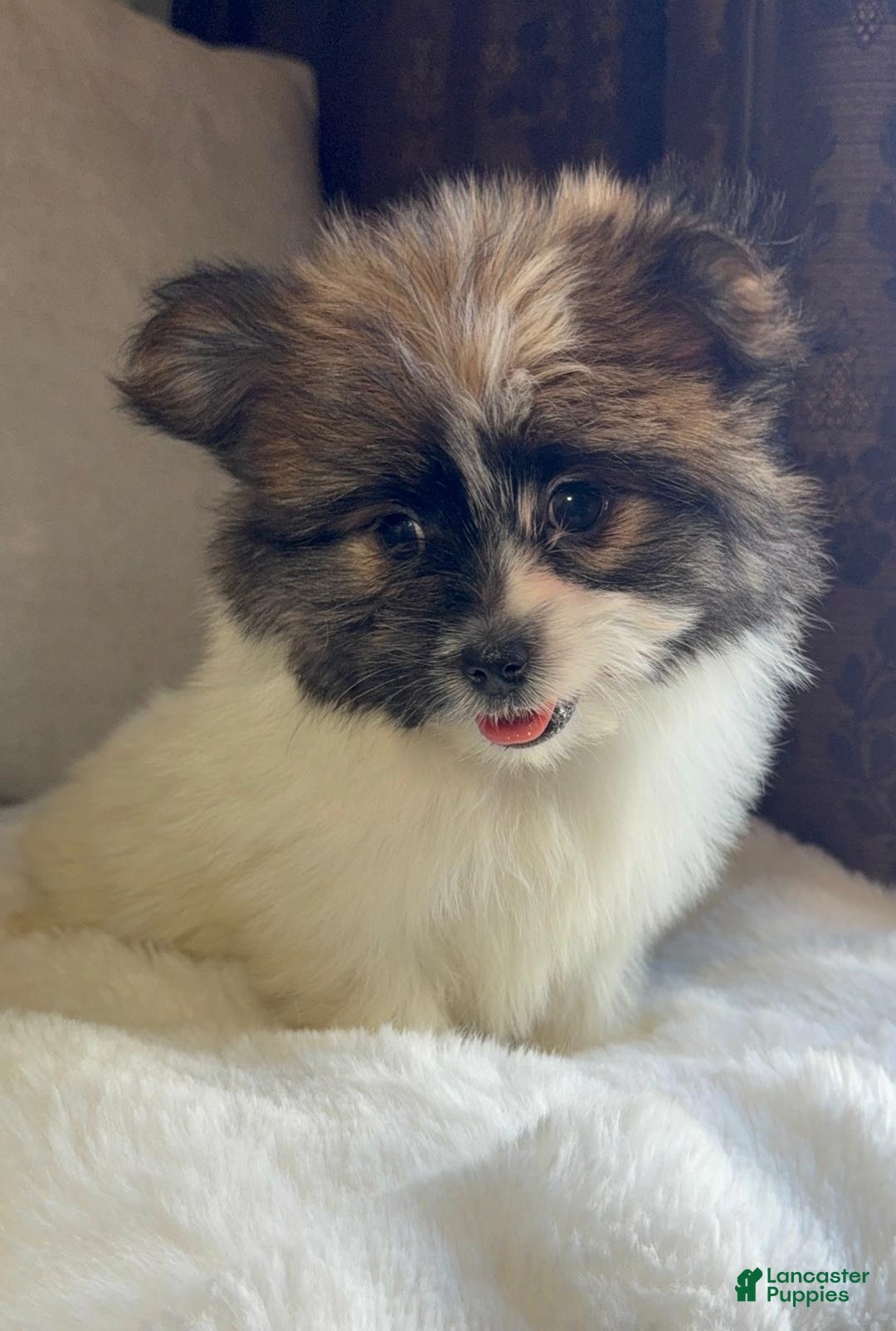 Mixed Breed dogs for sale: Designer Breed Yorkishire Terrier, Pomeranian Mix Puppy Female Daisy - Ad 4