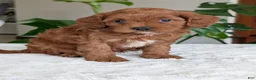 Cavapoo dogs for sale: Sara - Ad 22