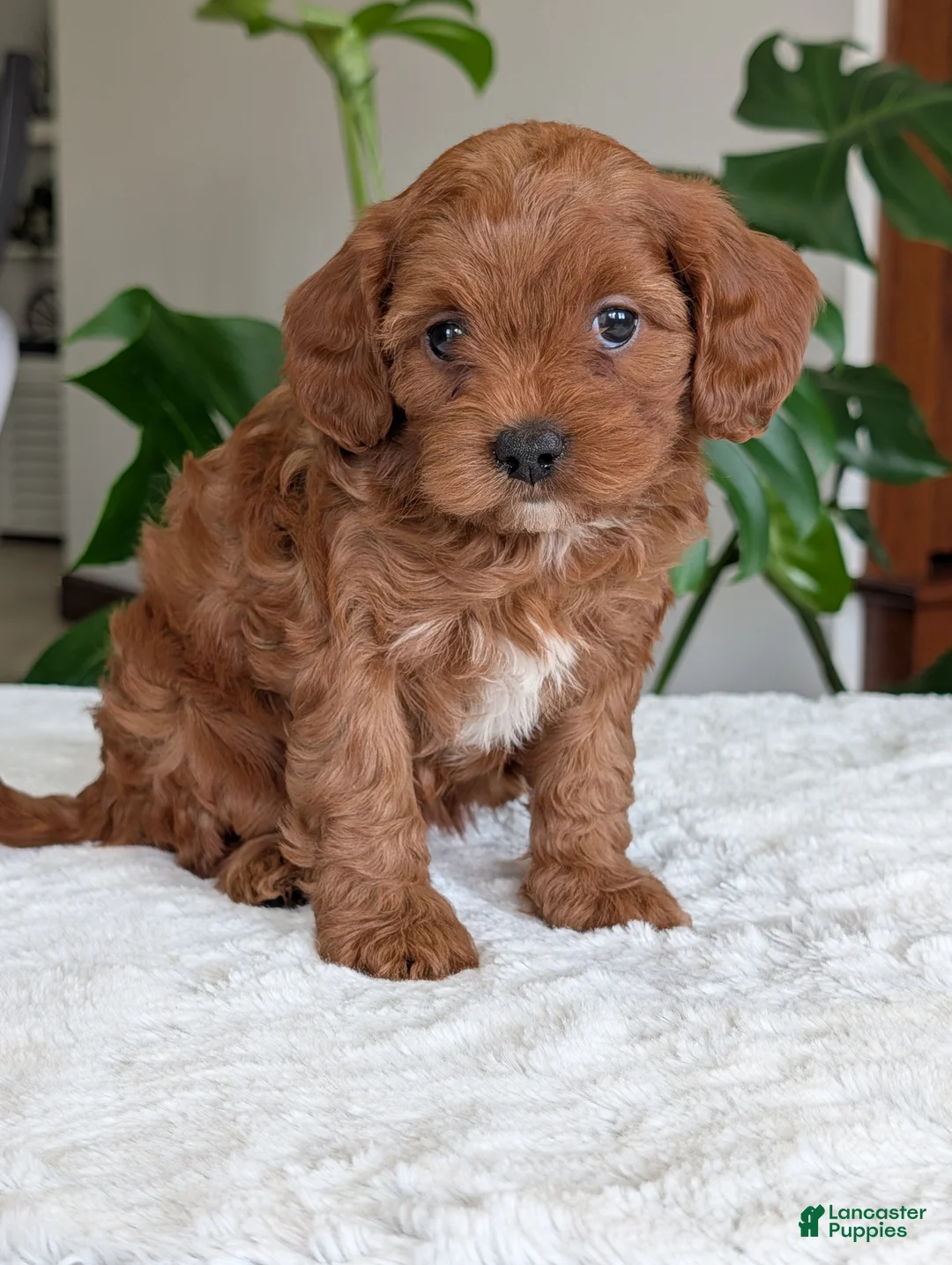 Cavapoo dogs for sale: Sara - Ad 22