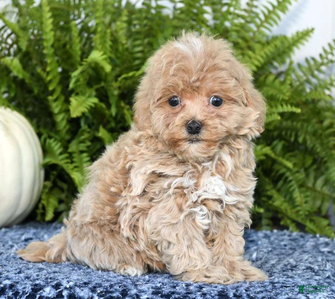 Havapoo dogs for sale: Quinn - Ad 1