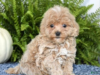 Havapoo dogs - Ad 32