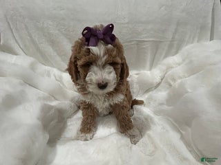 Mini Goldendoodle dogs Petite Tuxedo Mini Goldendoodle Miss Perfection - Ad 21