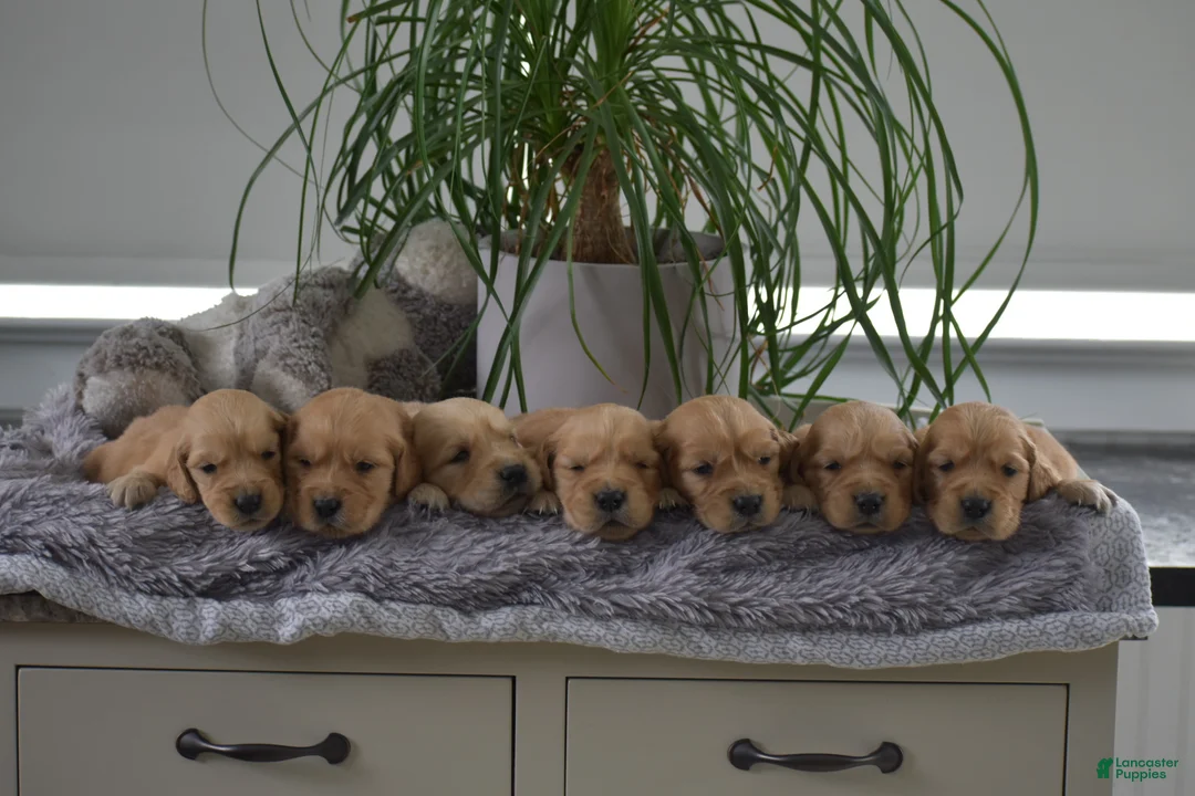 Golden Retriever dogs for sale: Brett - Ad 3