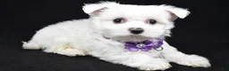 Maltese dogs for sale: Minty - Ad 1
