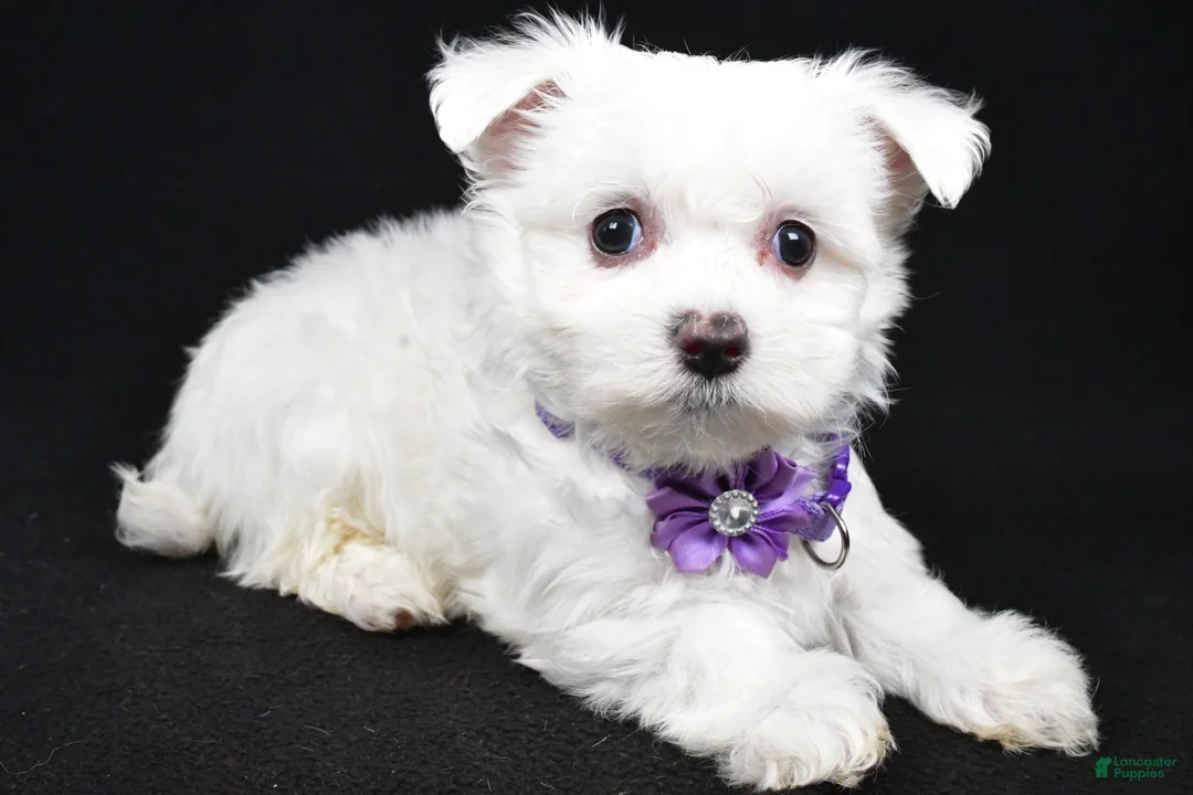 Maltese dogs for sale: Minty - Ad 1