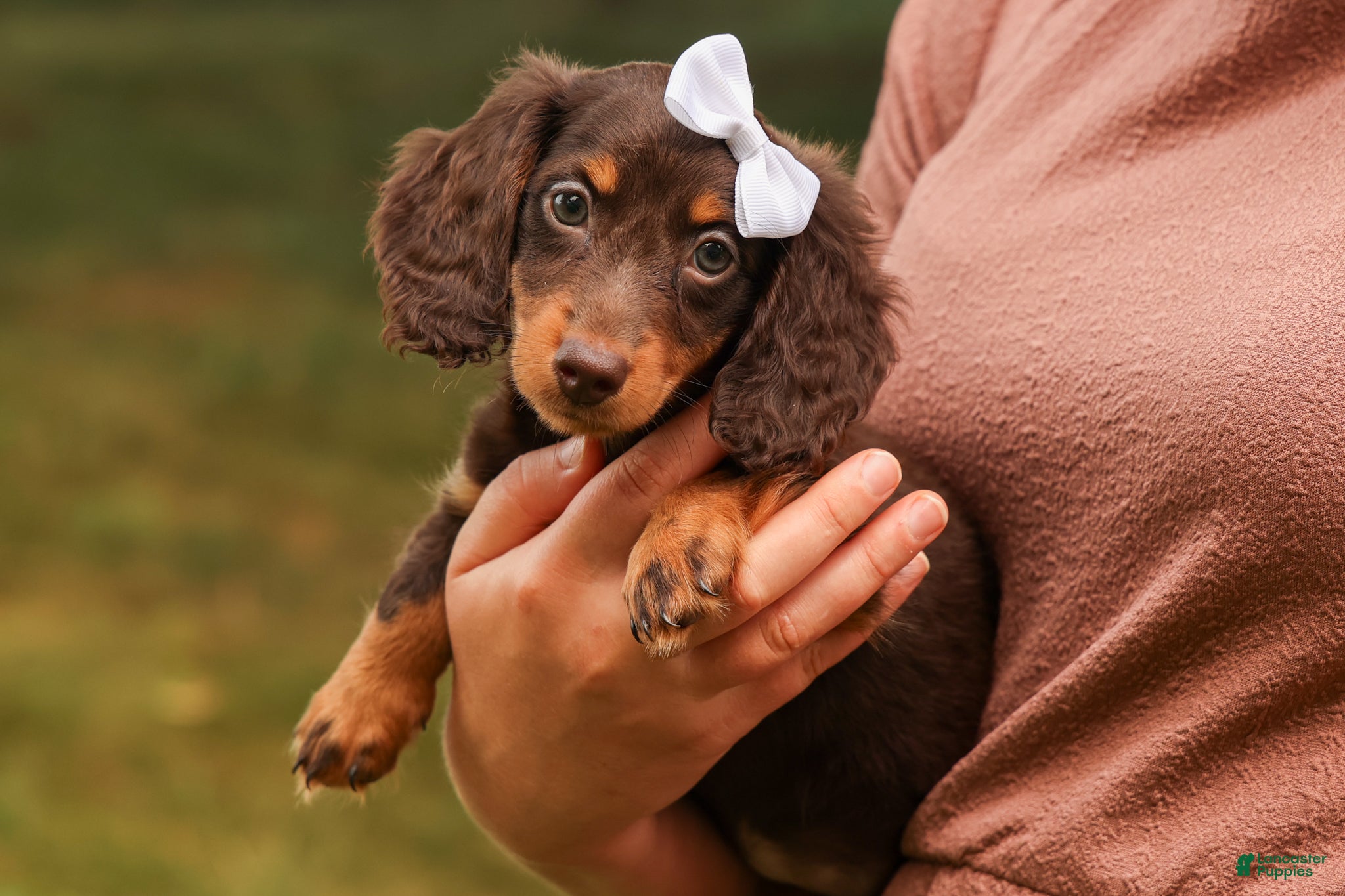 Miniature Dachshund dogs BRANDY - Ad 1