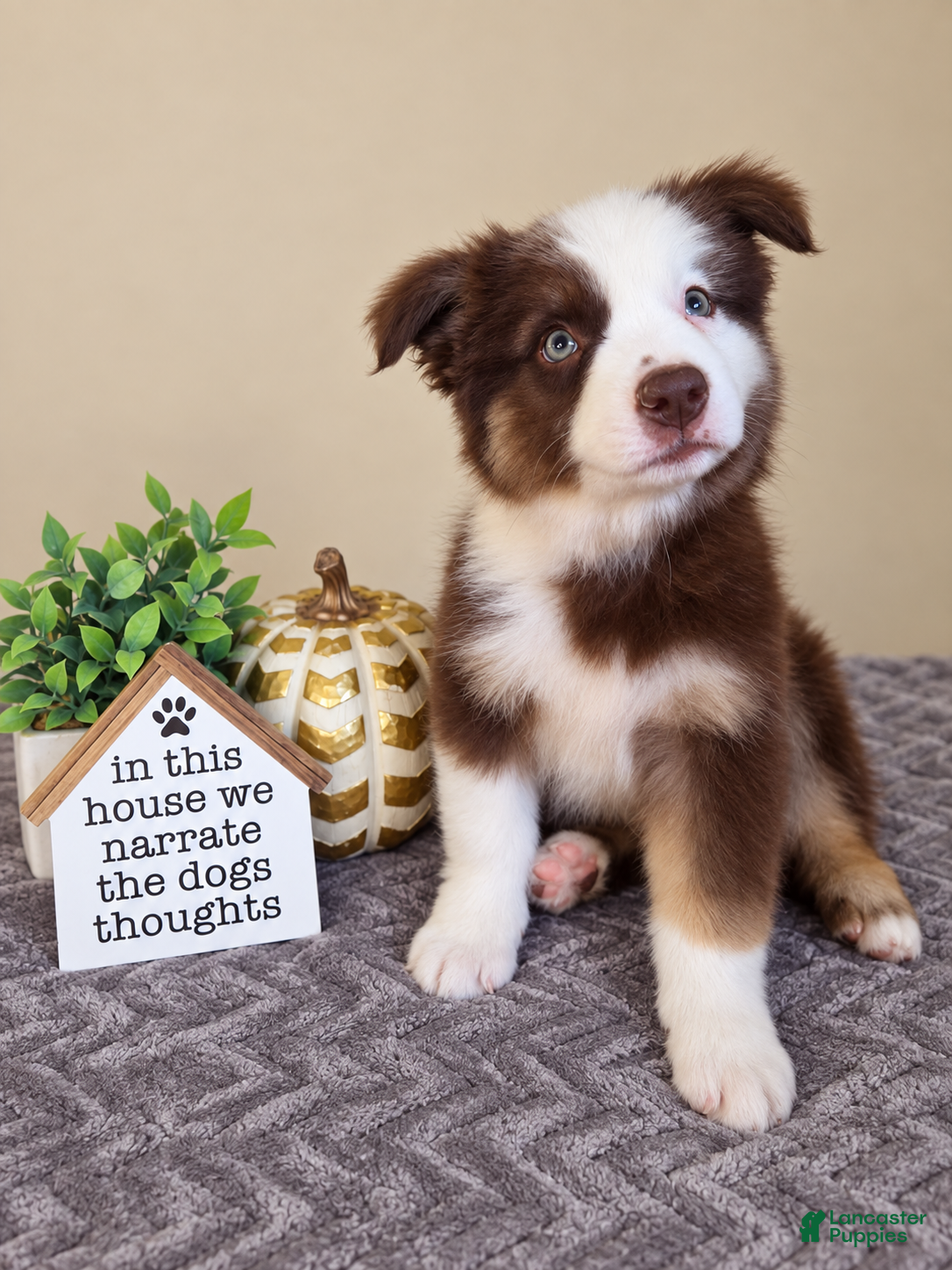Australian Shepherd dogs for sale: Murphy - Ad 2