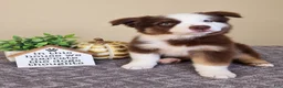 Australian Shepherd dogs for sale: Murphy - Ad 1