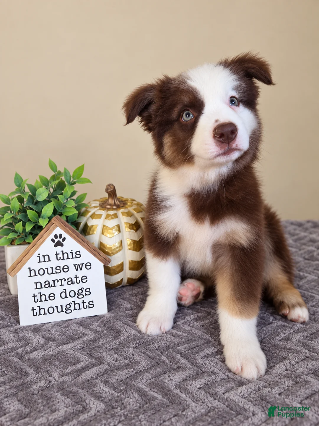 Australian Shepherd dogs for sale: Murphy - Ad 1