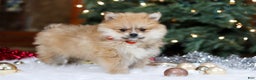 Pomeranian dogs for sale: Crew - Ad 6