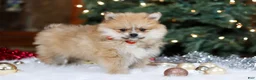 Pomeranian dogs for sale: Crew - Ad 6