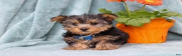 Yorkshire Terrier dogs for sale: Bruno - Ad 3