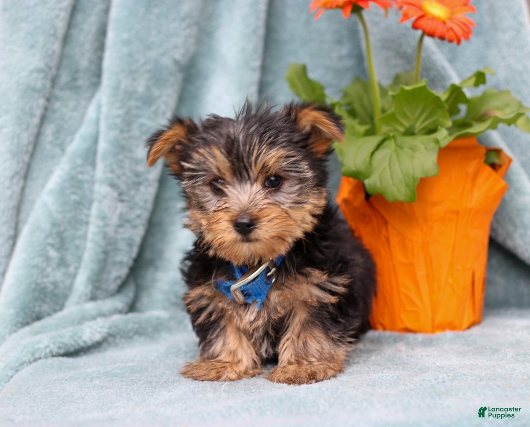 Yorkshire Terrier dogs for sale: Bruno - Ad 3