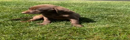 Labrador Retriever dogs for sale: Charles - Ad 5