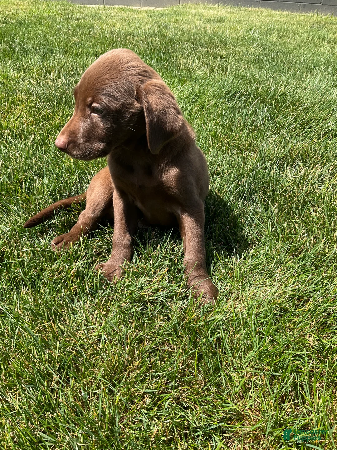 Labrador Retriever dogs for sale: Charles - Ad 5