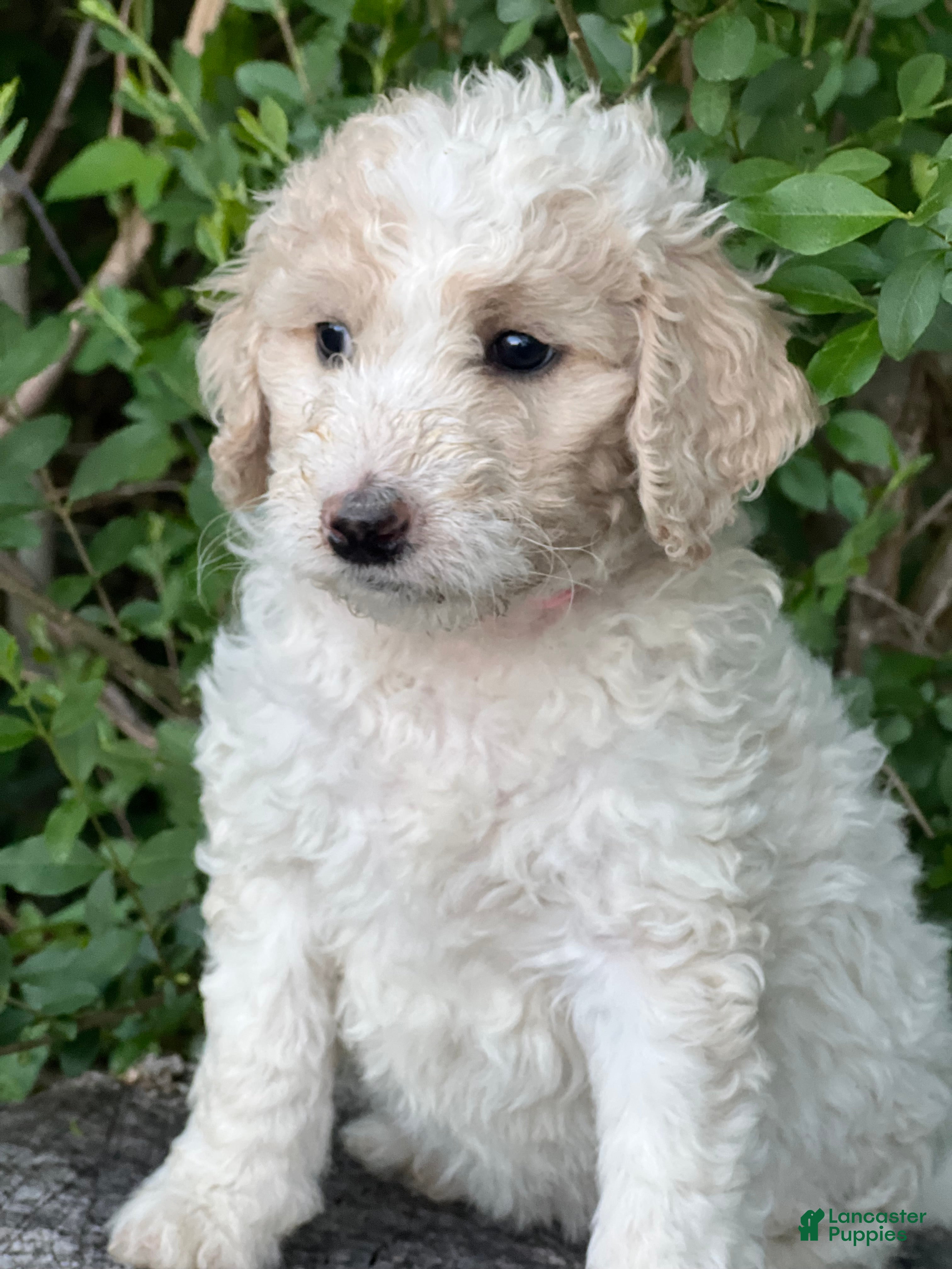 Goldendoodle dogs Sky female pink collar  - Ad 1