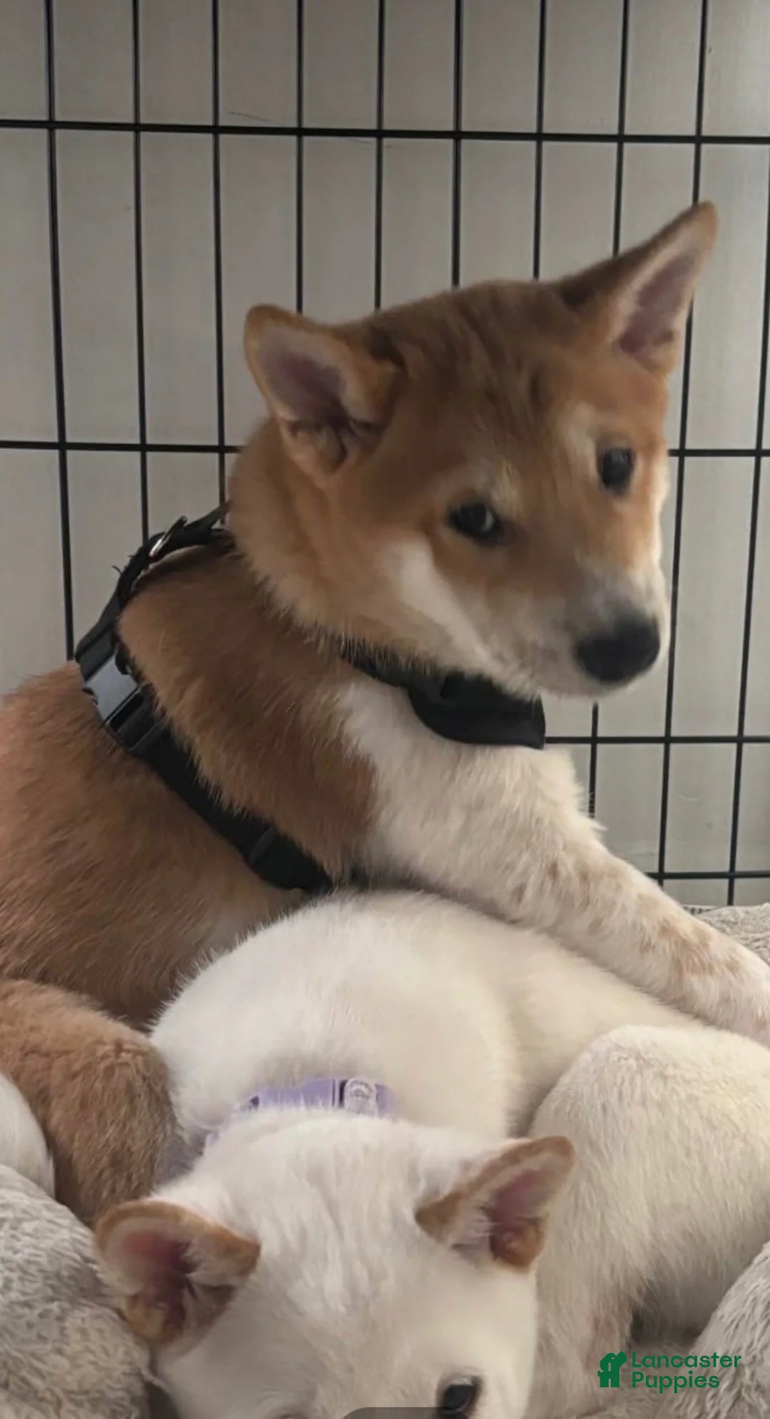 Shiba Inu dogs for sale: Shiba Inu 1 - Ad 3